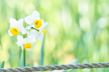 公園に咲くニホンスイセン © sora_nus