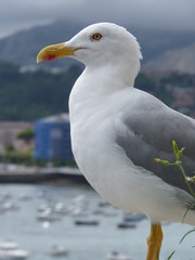 Gaviota 1