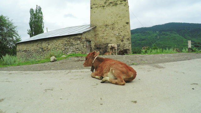 Cow on city street