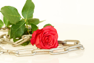 Red rose and metal chain - series of red roses