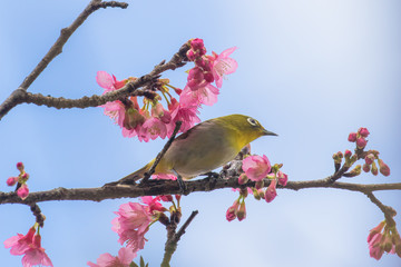 桜とメジロ