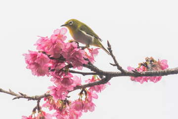 桜とメジロ
