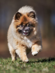 Pomeranian dog outdoors in nature