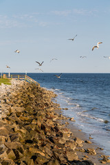Rock Seawall with Seagulls