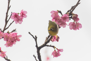 桜とメジロ