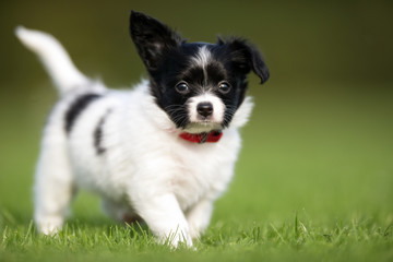 Young papillon dog puppy © Mikkel Bigandt