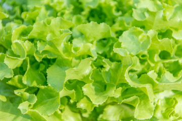 Close up of Lettuce 