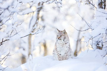 Naklejka premium Lynx cub in the cold winter forest