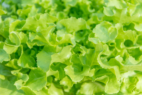 Close up of Lettuce 