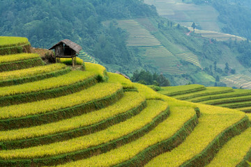 terrace rice field in asia © saravut