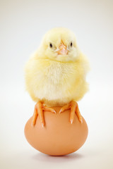 Little newborn chicken sitting on egg