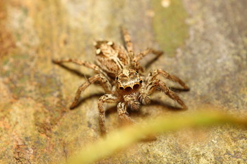 Small jump spider in thr forest