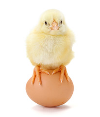 Obraz premium Little newborn chicken sitting on egg