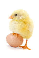 Little newborn chicken standing with half leg on egg