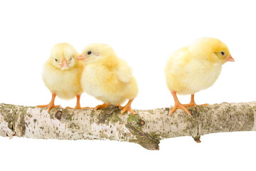 Three newborn chickens standing on wooden branch