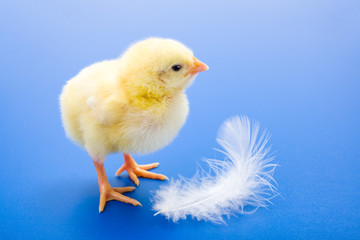 Little newborn yellow chicken with white feather on blue backgro