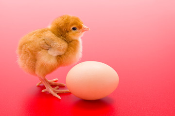 Little newborn yellow chicken with egg on red background