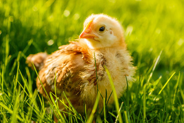 Little chicken in summer grass