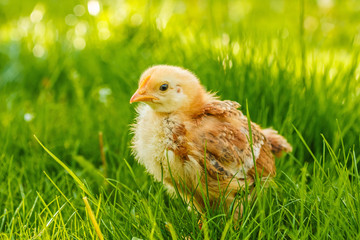Little chicken in summer grass