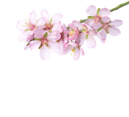 Peach  in blossom isolated on white. Studio shot
