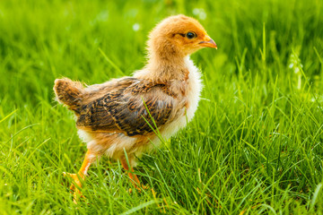 Little chicken in summer grass