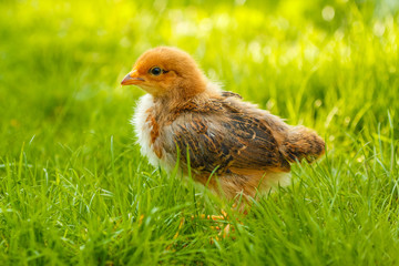 Little chicken in summer grass