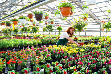 Gärtnerin arbeitet in einem Gewächshaus mit bunt blühenden Blumen - Gartencenter zum Verkauf von...