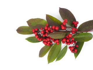 Branch of bright red Nandina Domestica berries
