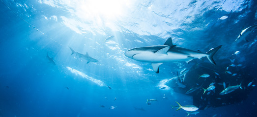 Obraz premium Caribbean reef shark