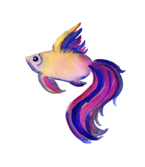 Beautiful watercolor vibrant picture of a fish