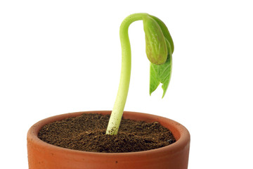 pflanze in blumentopf