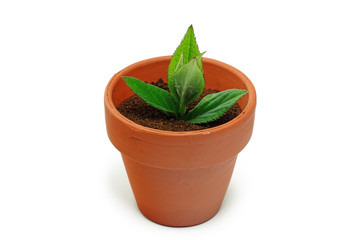 pflanze in blumentopf