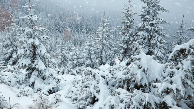 Winter trees in the park. Real falling snow. Slow motion