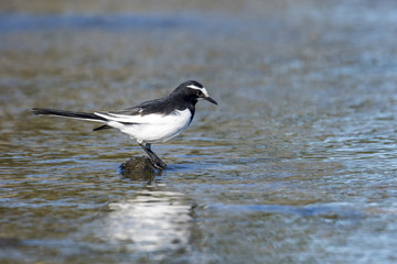 Japanese Wagtail