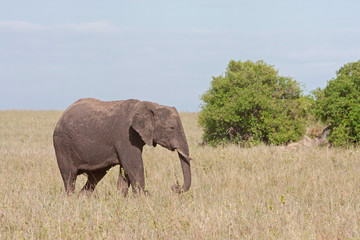 Naklejka premium Adult elephant stands before bush in savanna against cloudy sky background. Serengeti National Park, Tanzania, Africa. 