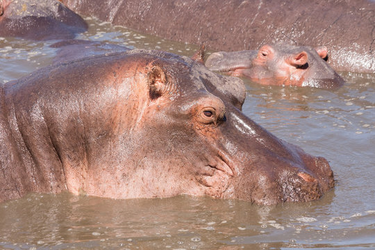 Numerous Hippopotamuses (Hippopotamus amphibius) bathe in river. Serengeti National Park, Great Rift Valley, Tanzania, Africa. 
