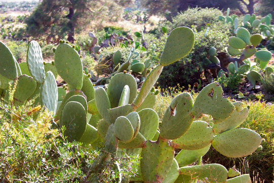 chumbera en campo de almeria