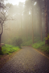 Obraz premium Foggy forest stone path