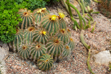 Blossoming Parodia cactuses with yellow flowers