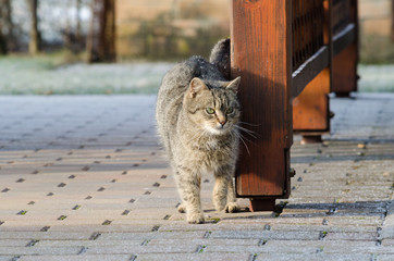 Obraz premium Cat outside on a pavement