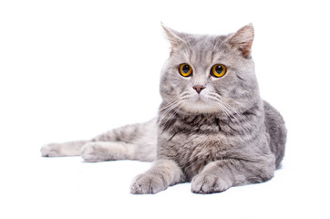 Lying cat on white background