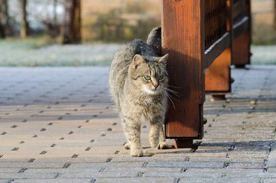 Cat outside on a pavement