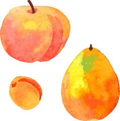 watercolor drawing fruits
