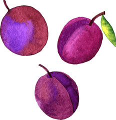 watercolor drawing plums
