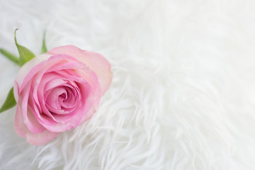 Pink rose on a furry surface