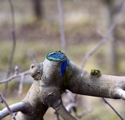 Fr4esh pruned apple tree