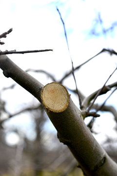 Fr4esh pruned apple tree