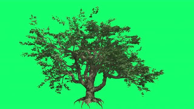 Big Leaf Maple Chromakey Swaying Tree Branches Swaying Branches Root Windy Croma Key Alfa Green Background