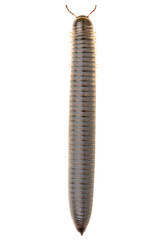 The Millipede Julida isolated on white background, dorsal view.