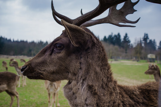 roe-deer closeup